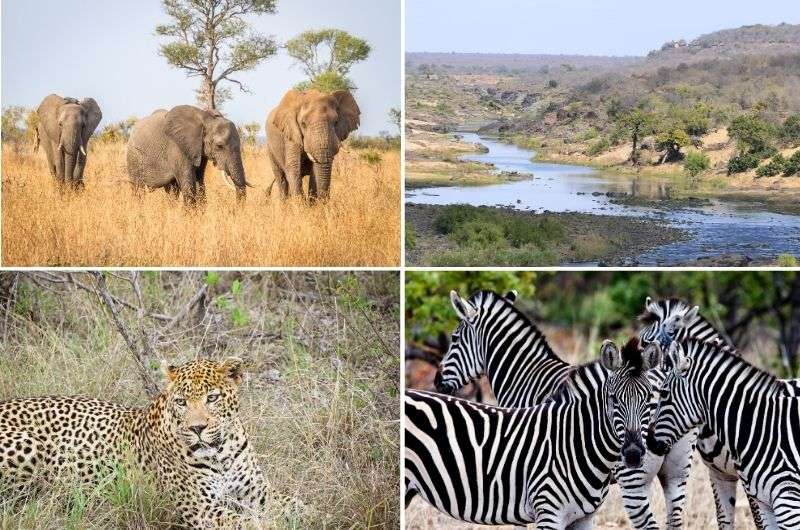 Animals in Kruger National Park, South Africa