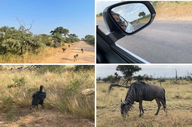 Animals in Kruger National Park, South Africa