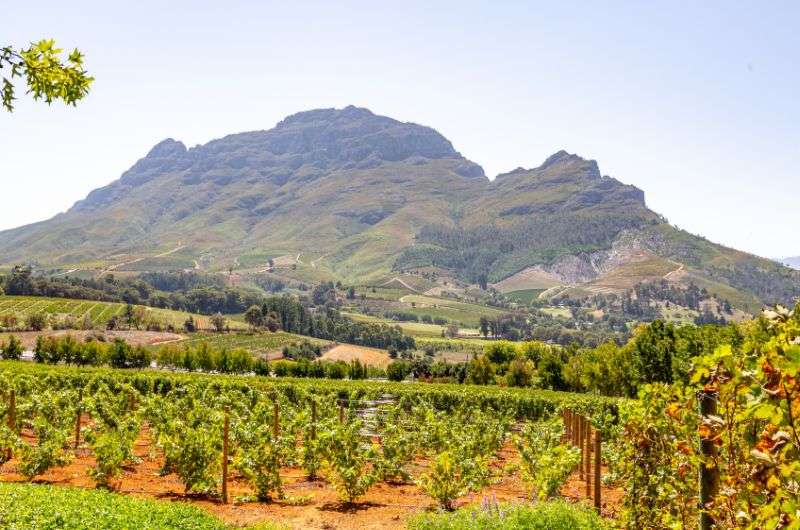 The vineyard in South Africa
