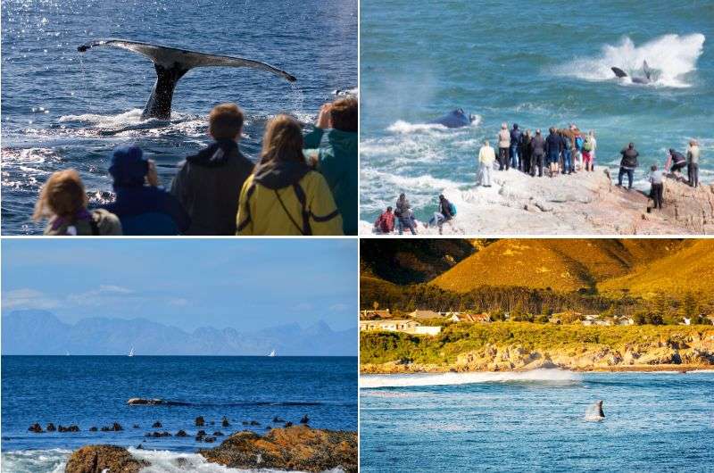 Watching whales in South Africa’s coastline