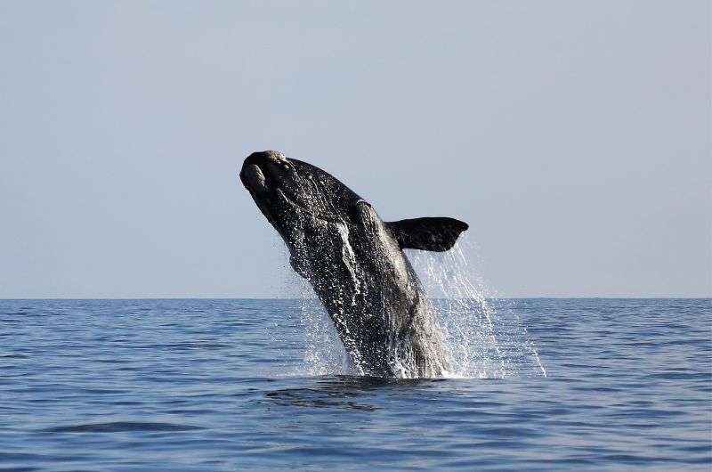 Whale in South Africa