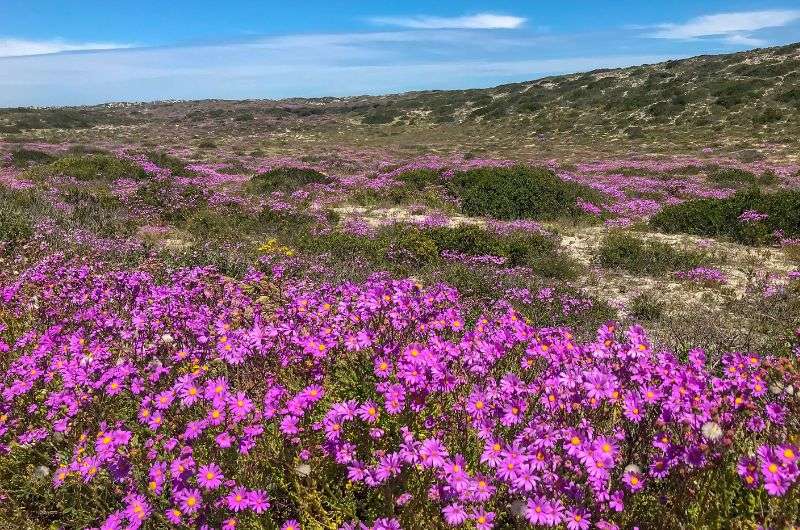 Flowers in West Coast National Park, South Africa