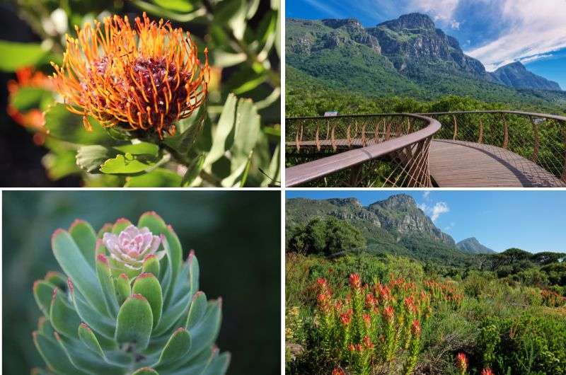 Kirstenbosch National Botanical Garden in South Africa