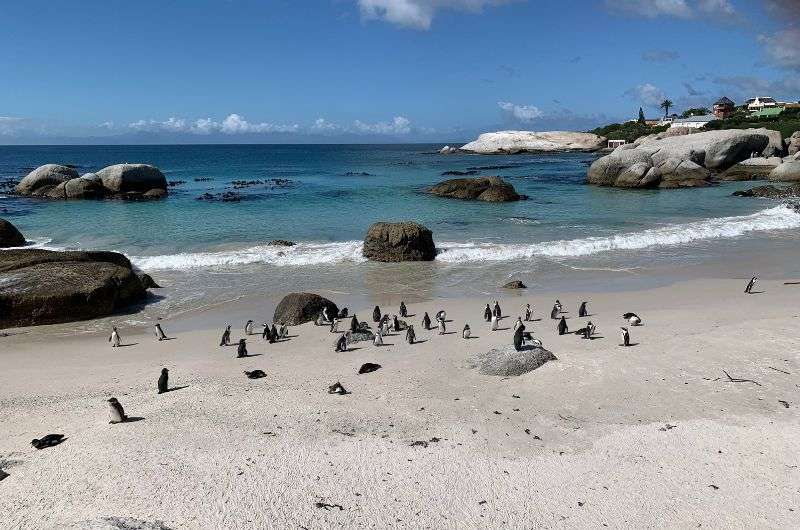 Penguins at the Boulders Beach, South Africa