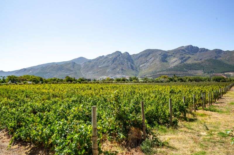 The winefarm in Stellenbosch —one of the best day trips from Cape Town, South Africa
