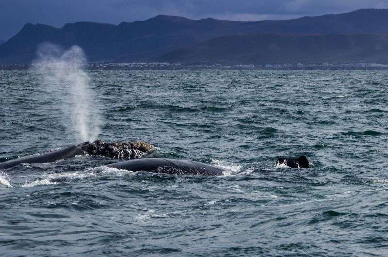 Watching whales in South Africa