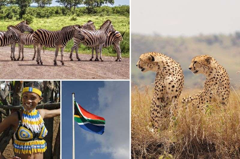 South Africa in a nutshell—culture, animals, national flag