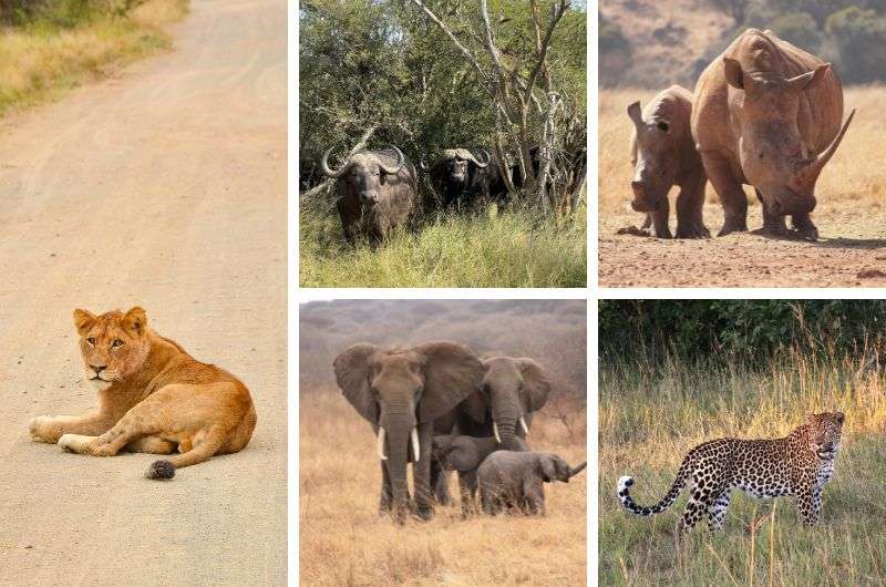 The Big Five animals in South Africa