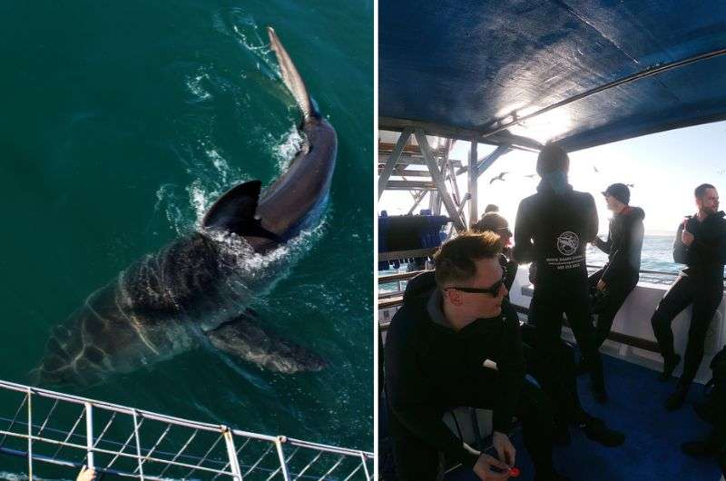 Cage diving with great white sharks in South Africa