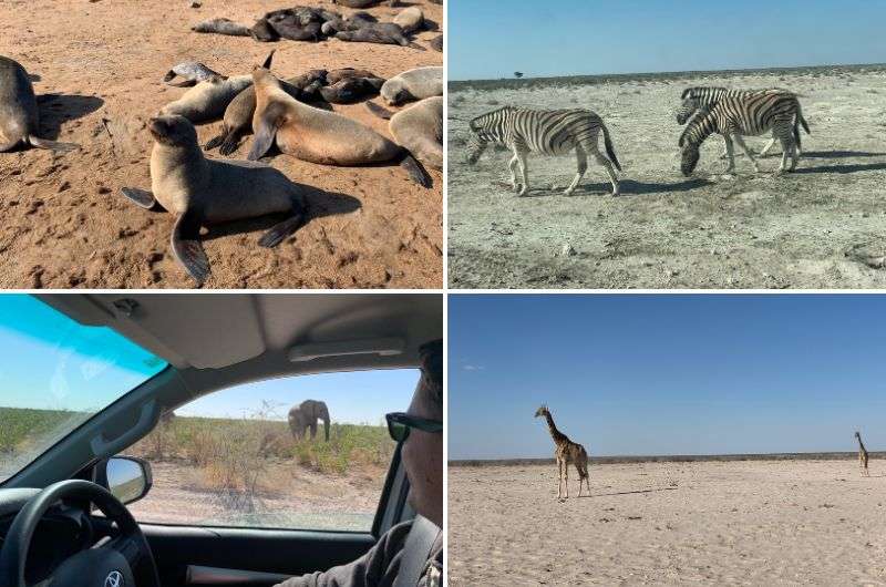 Spotting animals in Namibia following a flight from Europe