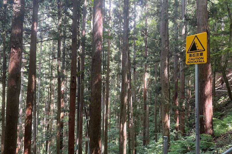 A forest in Nagano, Japan