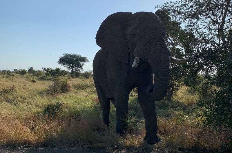 Elephant in Kruger National Park, South Africa