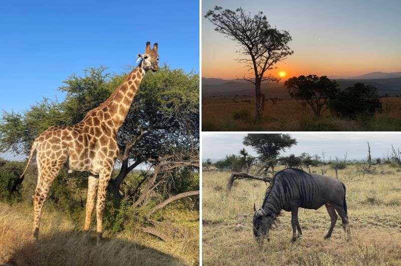 Kruger National Park, South Africa