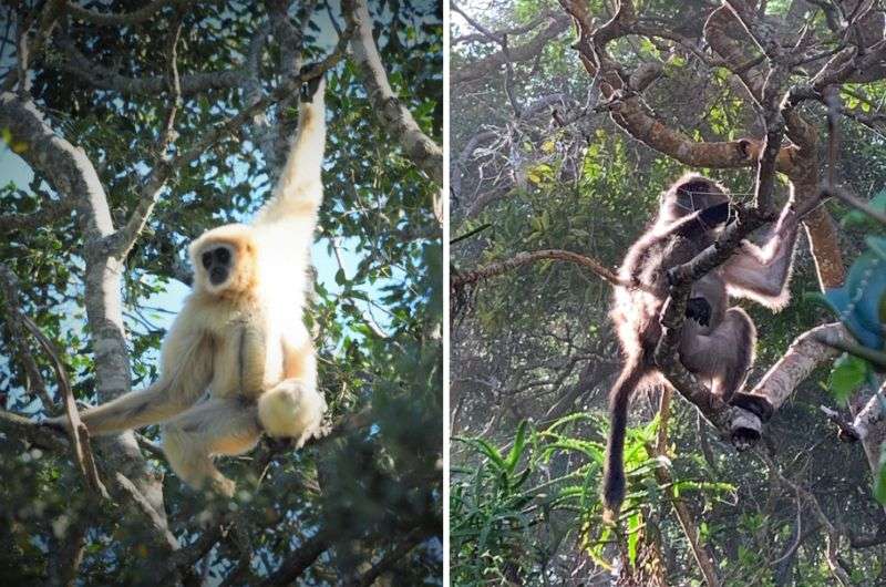 Monkeys in Monkeyland Primate Sanctuary on Garden Route, South Africa 