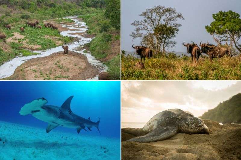 The wildlife at iSimangaliso Wetland Park, South Africa