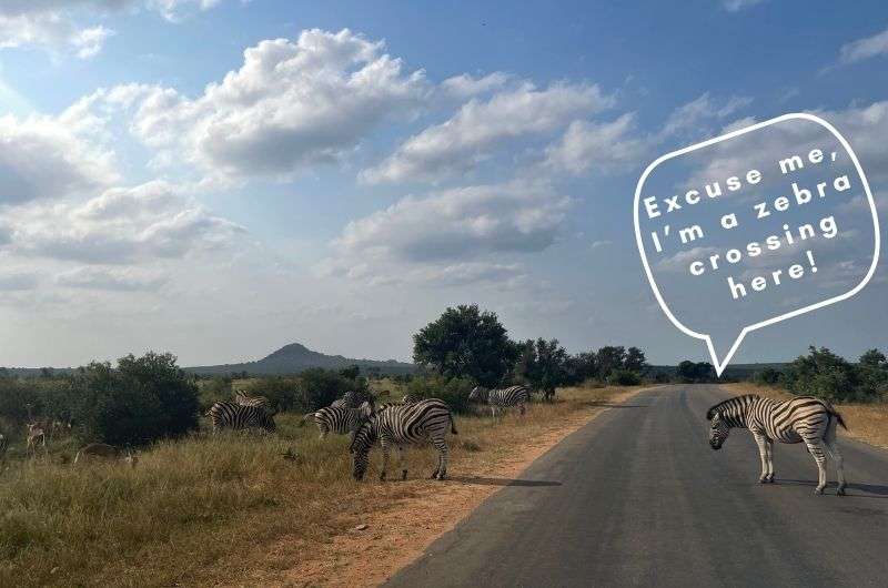 Zebra crossing the road in Kruger National Park, South Africa