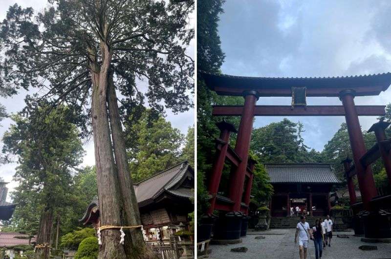 The cypress and gate in Kitaguchi Hongu Fuji Sengen Shrine, Japan