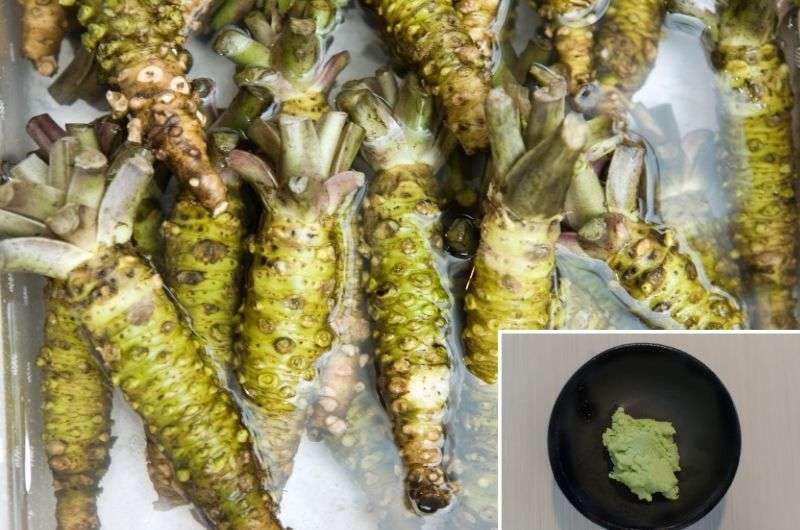 Wasabi, food of Japan