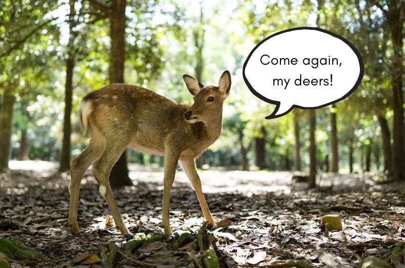 Deer in Nara, Japan