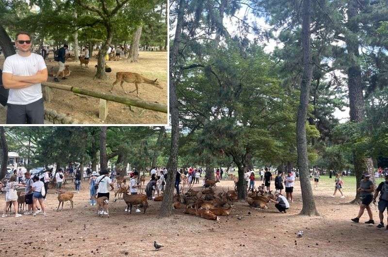 Deers in Nara Golden Pavilon, Japan