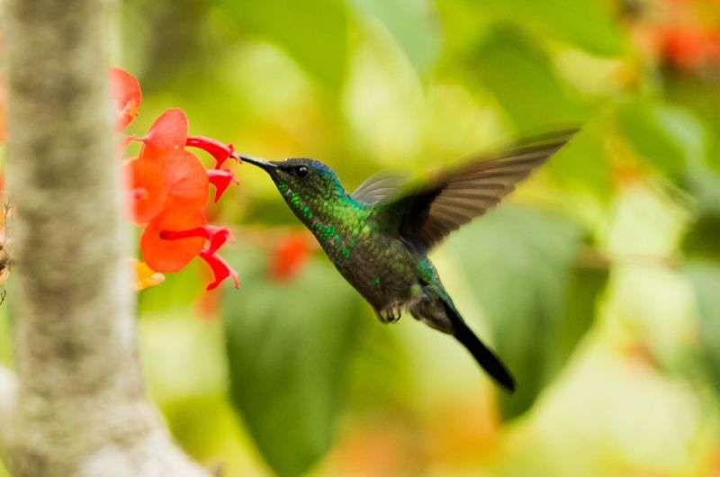 Hummingbird in Jardin de Los Picaflores, Argentina