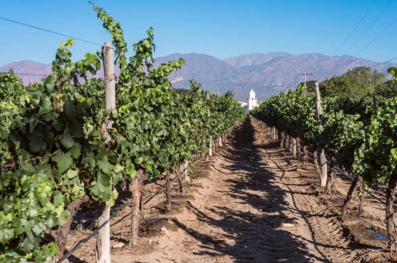 Cafayate wineries in Argentina