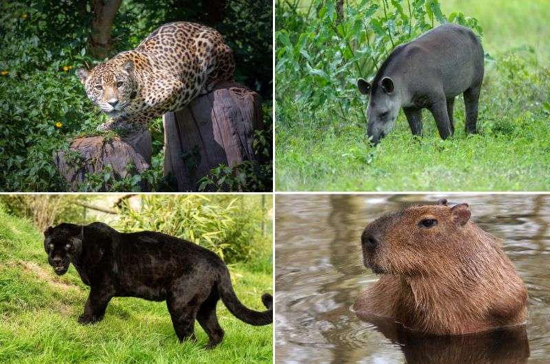 Animals in Calilegua National Park in Argentina