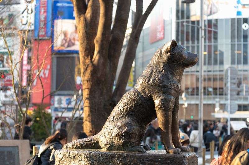 Hachiko statue in Tokyo, itinerary for 3 days