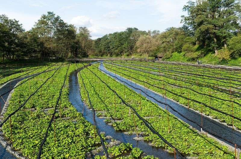 Daio Wasabi Farm in Nagano, Japan