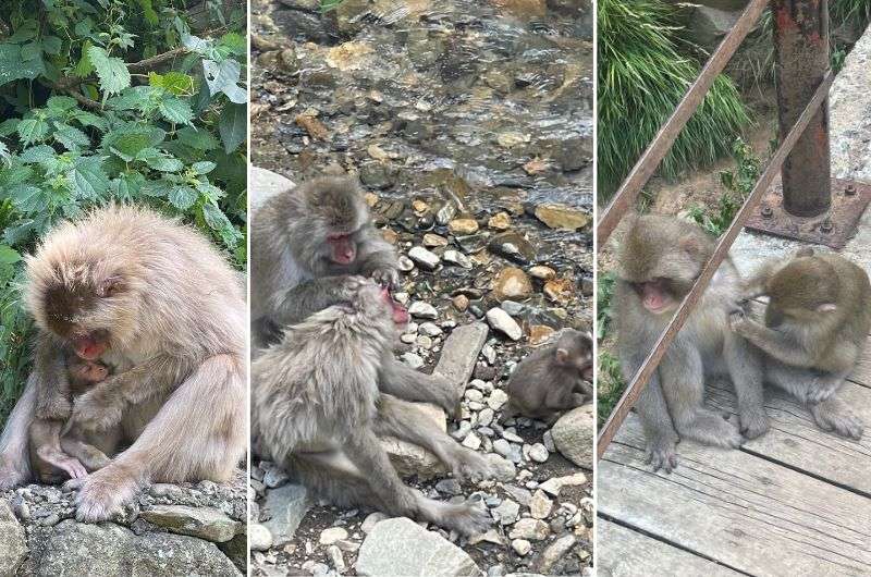 Jigokudani Snow Monkey Park in Nagano, Japan