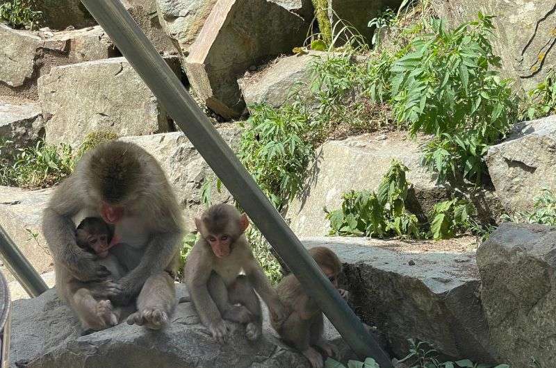 Monkeys Jigokudani Snow Monkey Park in Nagano, Japan