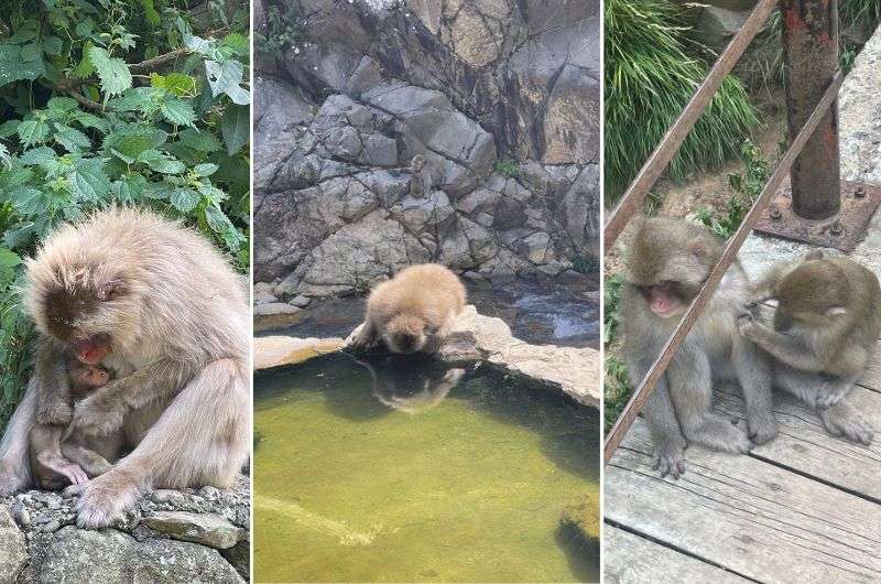 The snow monkeys at Jigokudani Monkey Park, the next stop on the Nagano Itinerary day 1