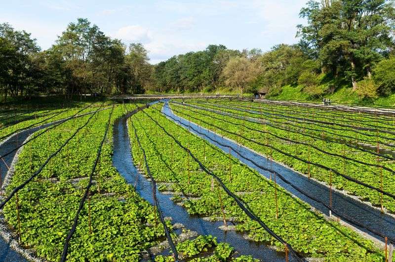 Wasabi growing in the water at Daio Wasabi Farm near Nagano, Japan