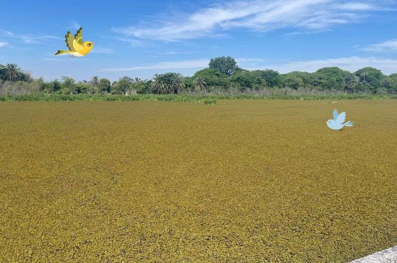 Visiting The Costanera Sur ecological reserve in Buenos Aires, Argentina