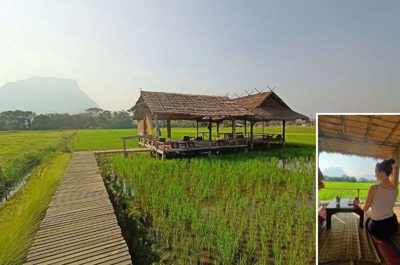 Ricefield coffe, Thailand