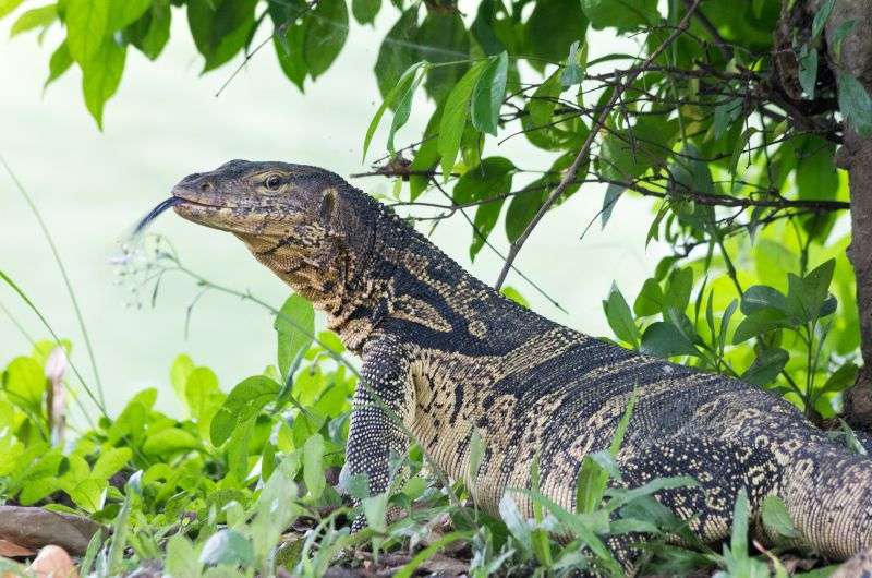 A varan in Koh Lanta, Thailand, itinerary