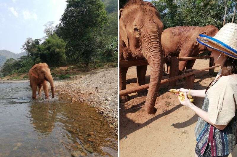 Feeding elephants in Chiang Mai, Thailand