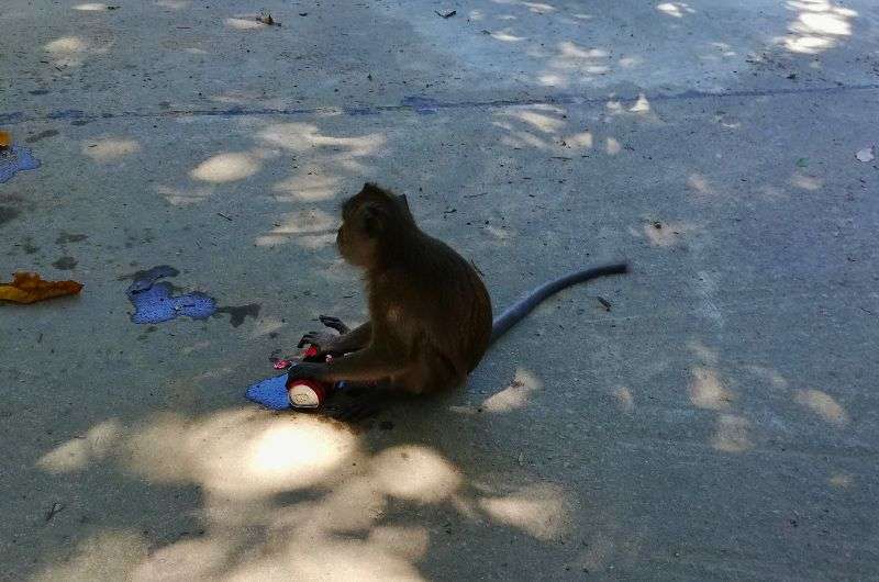 Monkey and a coca cola can in Koh Lanta, Thailand, itinerary, picture by Next Level of Travel
