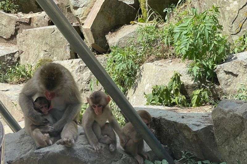 Jigokudani Monkey Park, Japan, photo by Next level of Travel