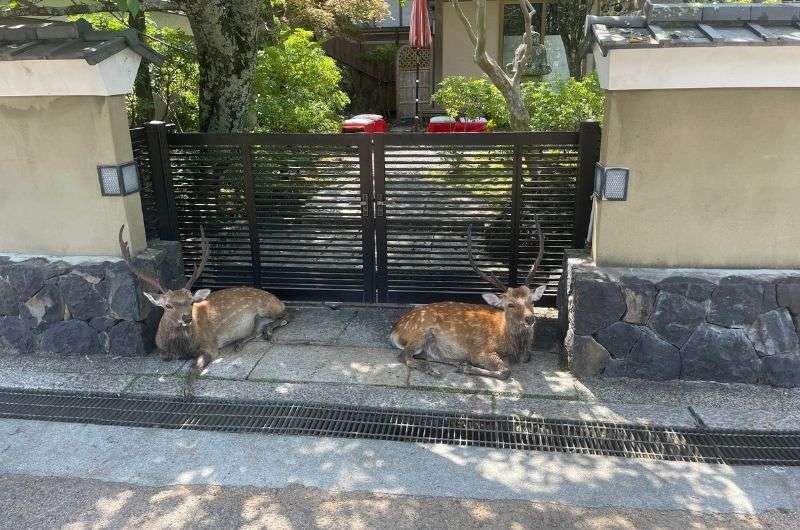 Nara Daibutsu Todai ji, deer, Nara, Japan photo by Next level of Travel