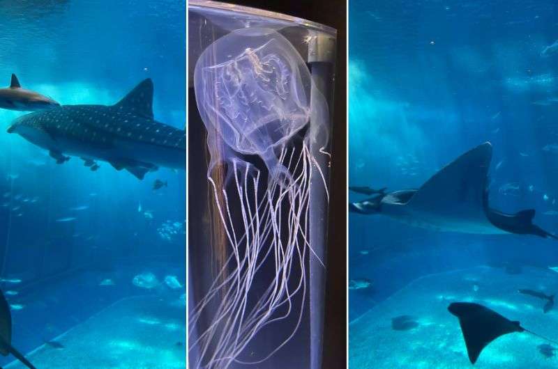 Oceanic Culture Museum in Okinawa, Japan, photo by Next level of Travel