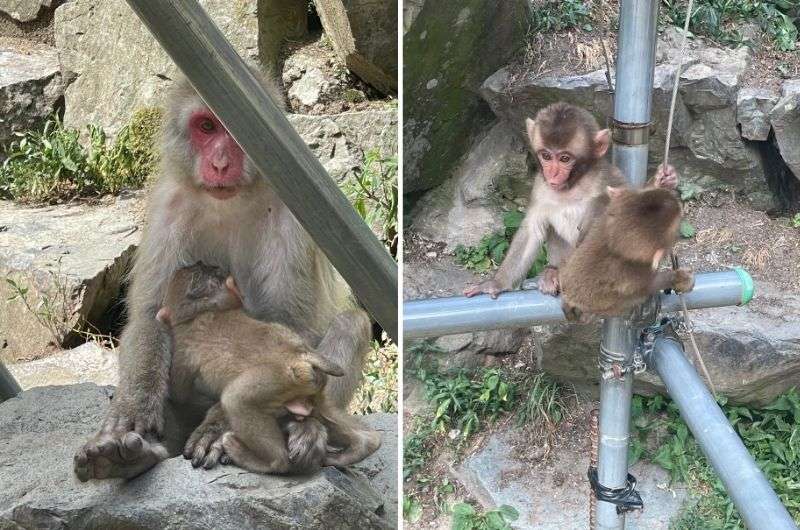 snow monkeys in Nagano, Japan, photo by Next level of Travel