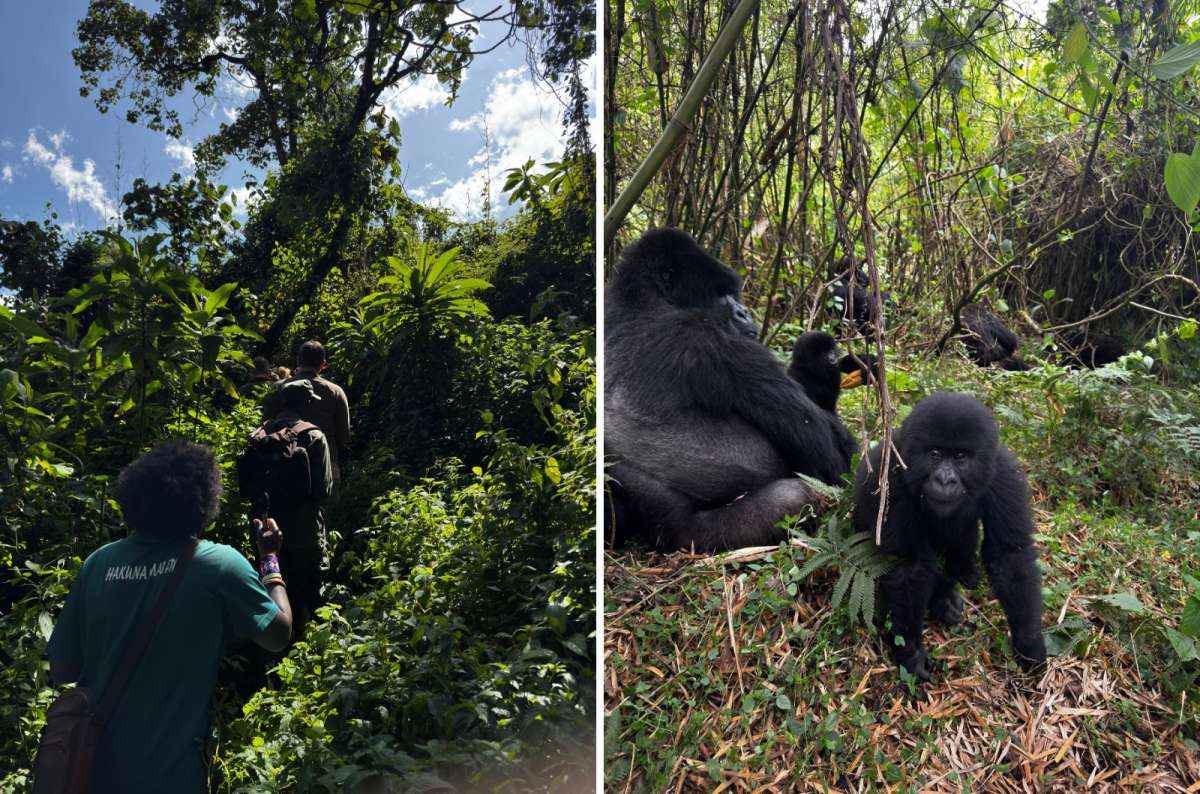 a collage of photos from gorilla trekking in Rwanda, showing the guided tour with rangers and a few gorillas in a dense forest, photo by Next Level of Travel