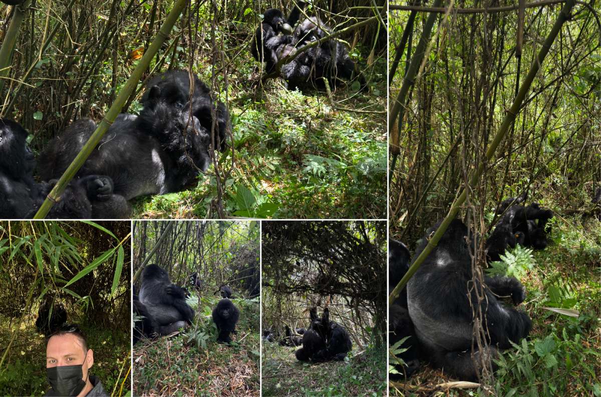 a collage of photos from the gorilla encounter, Rwanda, photo by Next Level of Travel 