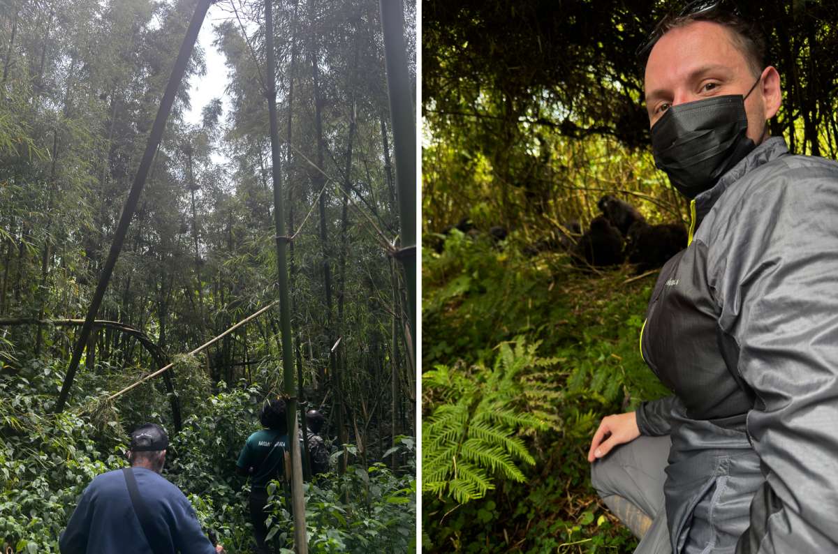 a collage of photos showing the guides leading the tourists through the jungle and a masked tourist posing with the monkeys in the background, Rwanda, photo by Next Level of Travel
