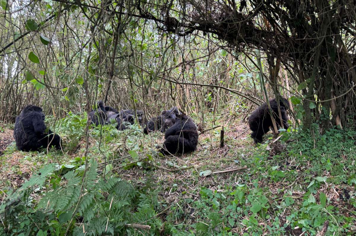 a photo of a group of gorillas relaxing in the Volcanoes National Park, Rwanda, photo by Next Level of Travel