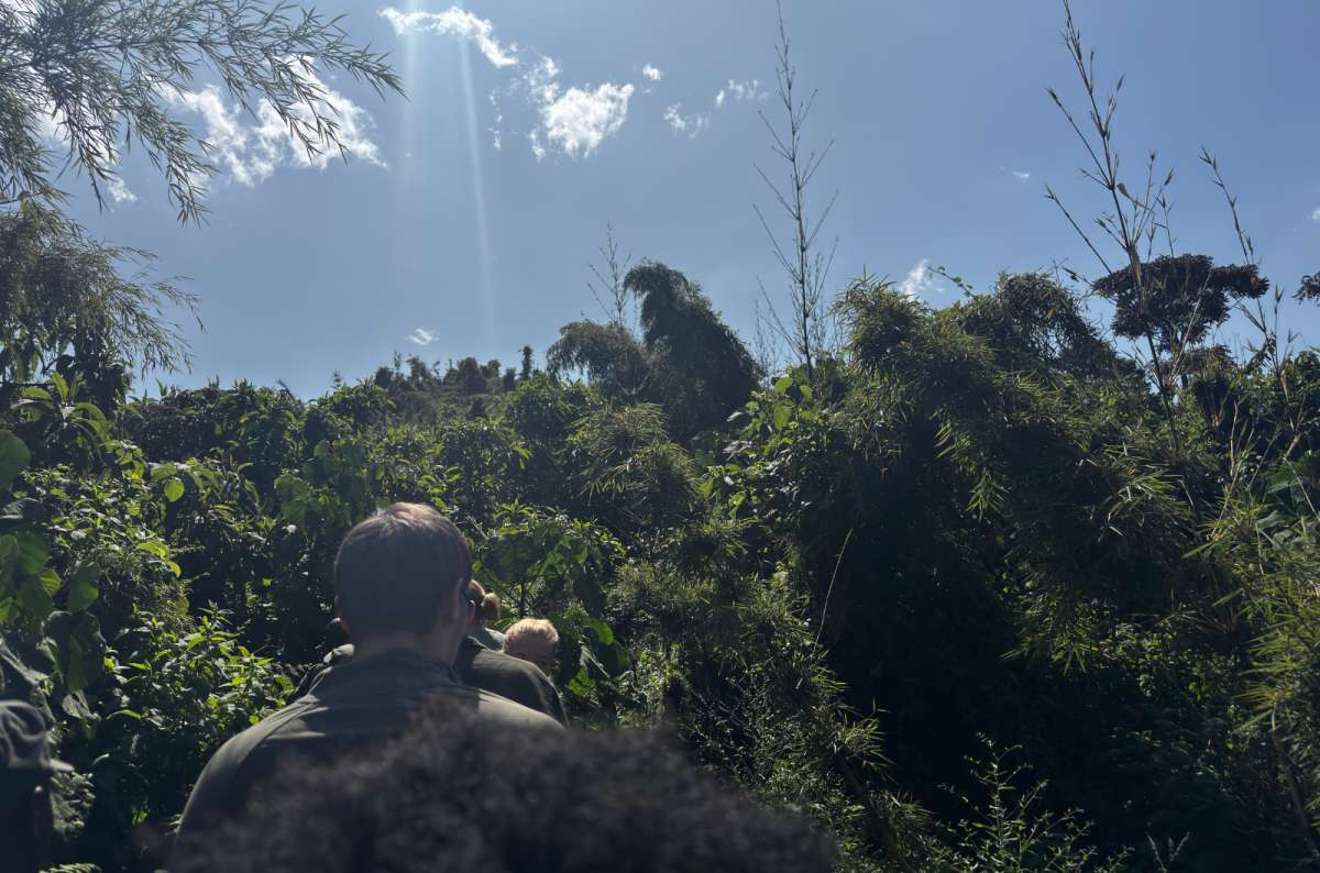 a photo of a group of tourists approaching. steep incline during gorilla trekking, Rwanda, photo by Next Level of Travel