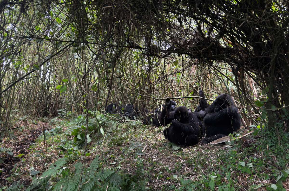 a photo of gorillas relaxing in nature of Volcanoes National Park, captured on a gorilla trekking tour in Rwanda, photo by Next Level of Travel