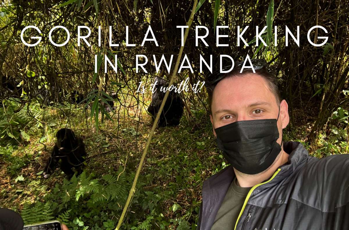 Gorilla Trekking Rwanda: Is It Really Worth $1,500?