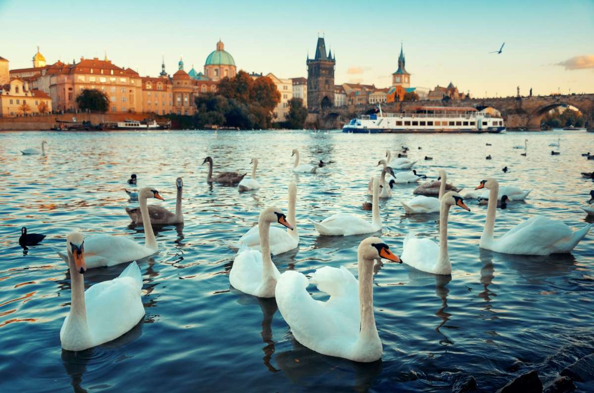 Swans on the Vltava River with Charles Bridge and Prague skyline from Náplavka in Prague, Czech Republic